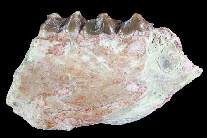 Oreodont (Leptauchenia) Jaw Section - South Dakota #73648